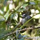 Image of Black-cheeked Warbler