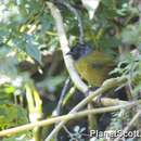 Image of Large-footed Finch