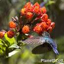 Image of Fiery-throated Hummingbird