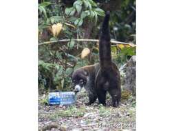 Image of Coati