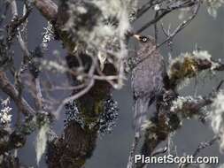 Imagem de Turdus nigrescens Cabanis 1861