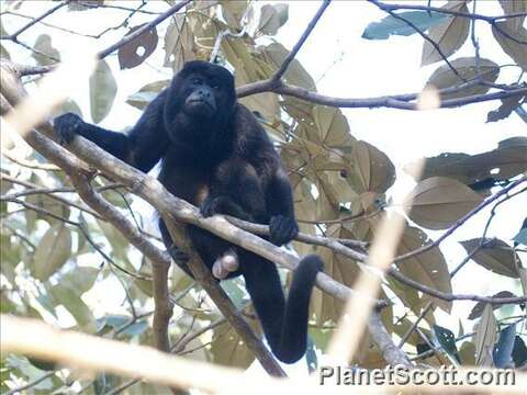 Image of Howler Monkeys