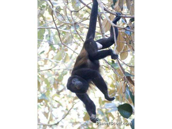 Image of Howler Monkeys