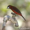 Image of Crimson-backed Tanager