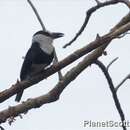 Image of White-necked Puffbird