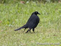 Image of Cowbird