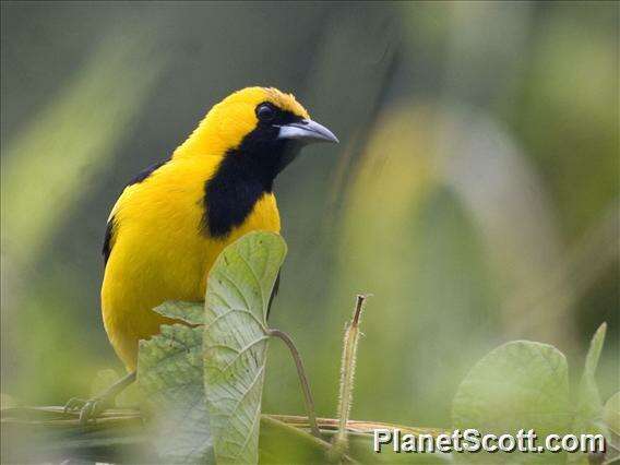 Image of New World orioles