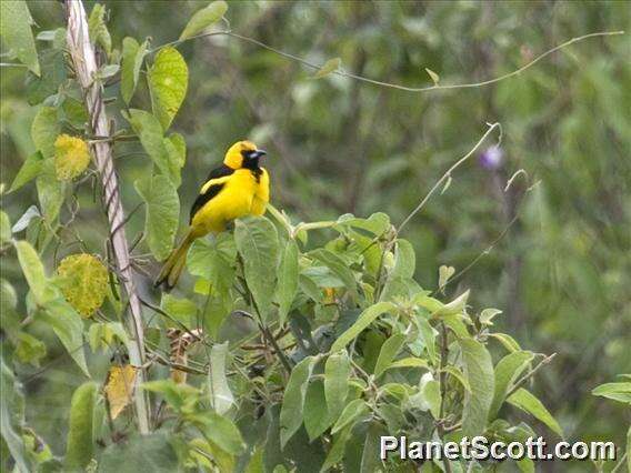 Image of New World orioles