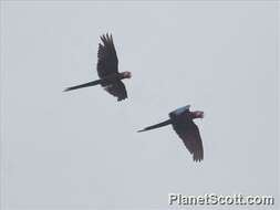 Image of macaws