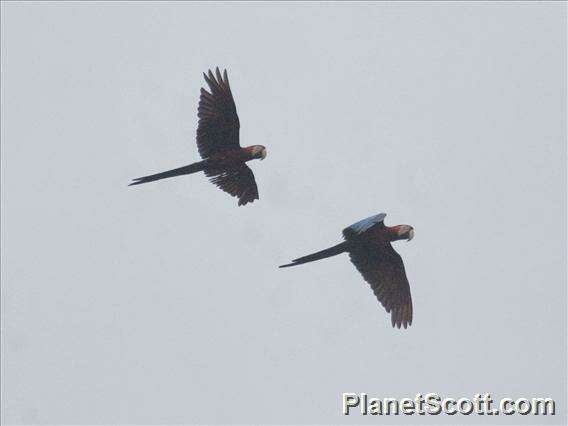 Image of macaws