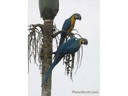 Image of macaws