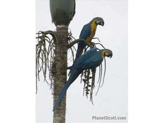 Image of macaws