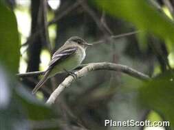 Imagem de Empidonax Cabanis 1855