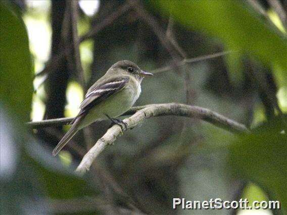 Imagem de Empidonax Cabanis 1855