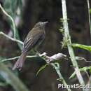 Image of Brownish Flycatcher