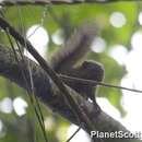 Image of Central American Dwarf Squirrel