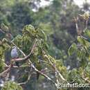 Image of Plumbeous Kite