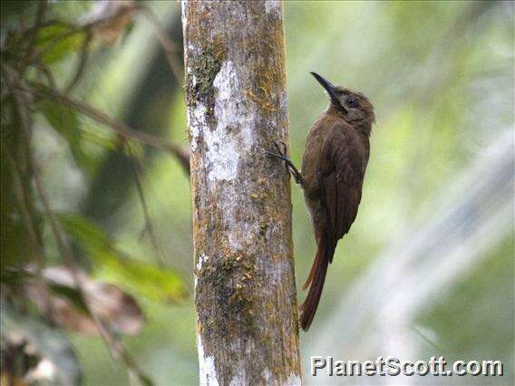 Image of Dendrocincla Gray & GR 1840