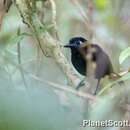 Image of Zeledon's Antbird