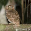 Image of Guatemalan Screech-owl