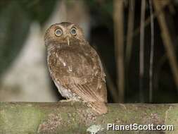 Image of Screech owl