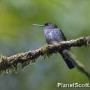 Image of Greenish Puffleg