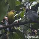 Image of Pirre Bush Tanager