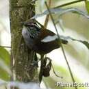 Image of Gray-breasted Wood-Wren