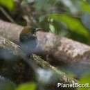 Image of Tody Motmot