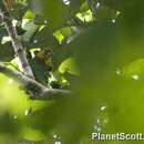 Image of Saffron-headed Parrot