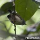 Image of Spotted Antbird