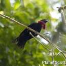 Image of Purple-throated Fruitcrow