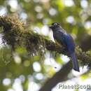 Trogon chionurus Sclater, PL & Salvin 1871的圖片