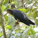 Image of Red-throated Caracara