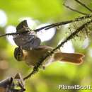 Image of Slaty-winged Foliage-gleaner