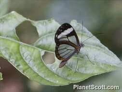 Image of Glasswing Butterfly