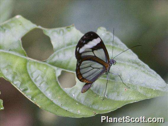 Image of Glasswing Butterfly