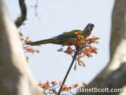 Image of macaws