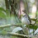 Слика од Hylopezus perspicillatus (Lawrence 1861)