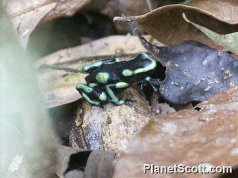 Plancia ëd Dendrobates Wagler 1830