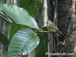 Image of Mionectine Flatbills
