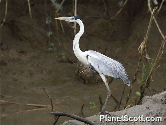 Image of Ardea Linnaeus 1758