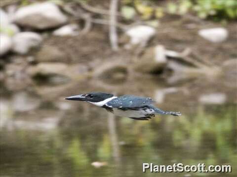 Image of American green kingfisher