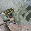 Image of Harlequin frog