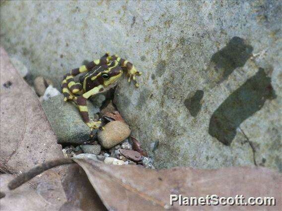 Image of harlequin frogs