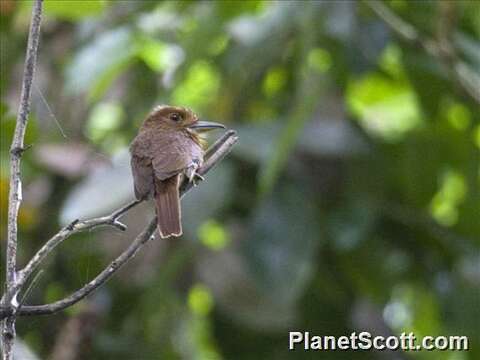 Image of Malacoptila Gray & GR 1841