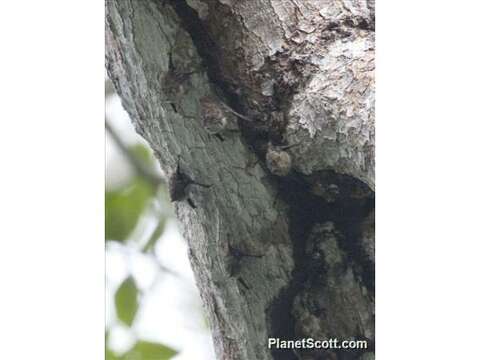 Image of proboscis bat