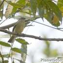 Image of Mouse-colored Tyrannulet