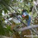 Image of Black-tailed Trogon