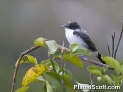 Image of Kingbird